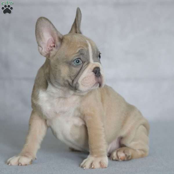 Lucky, French Bulldog Puppy